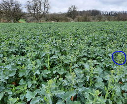 Rapsfeld am 16.03.2024