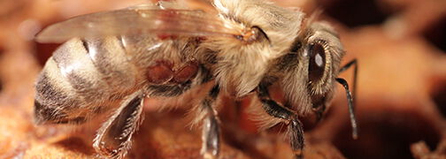 Eine von Varroa-Milben befallene Jungbiene. | Bildquelle: Universität Hohenheim / Bettina Ziegelmann
