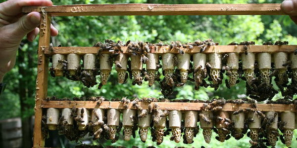 Zuchtrahmen für Königinnen mit Pflegevolk