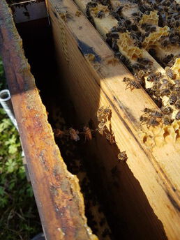 Wildbau wird angelegt, wenn Wabenzahl im ersten und zweiten Magazin nicht gleich ist