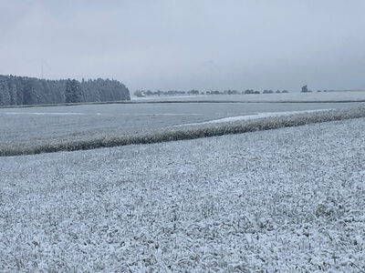 Jetzt wissen wir endlich, warum Rapshonig so weiß ist...