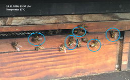 Flugbetrieb am 13.11.2020 mit deutlichem Polleneintrag