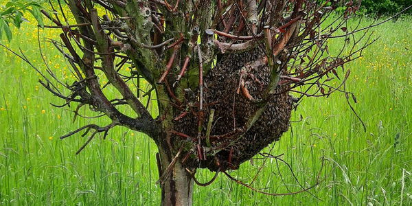 Da ging er ab, der Schwarm. Freundlicherweise haben sie sich auf Hüfthöhe niedergelassen...