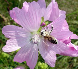 Pollen im Überfluss - ein Bienentraum