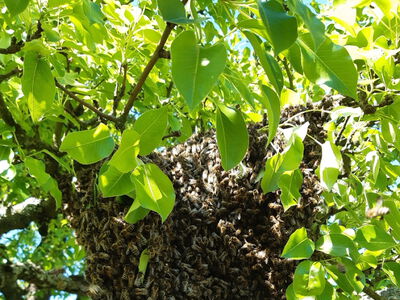 05/2025 Bernd Leutert: Noch rechtzeitig gefunden - der eigenen Schwarm