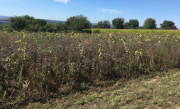 Eine "Blüh"-Fläche für Insekten - auf der nix blüht (08/2020). Es fehlt das Wasser!