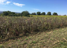 August 2020 - Bienenweide total vertrocknet. Hier ist kein Körnchen Pollen mehr zu finden.