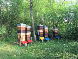 Frühjahrsentwicklung und Frühtracht-Ertrag waren auffällig gut