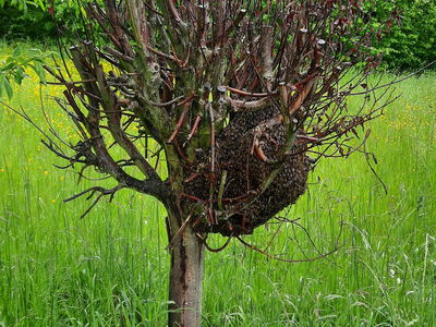 Da ging er ab, der Schwarm. Freundlicherweise haben sie sich auf Hüfthöhe niedergelassen...