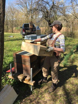 Frühes Aufsetzen der Honigmagazine war möglich