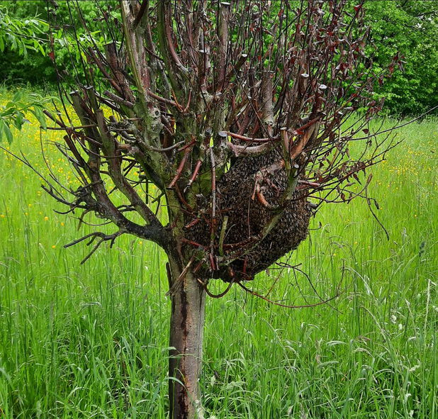 Da ging er ab, der Schwarm. Freundlicherweise haben sie sich auf Hüfthöhe niedergelassen...
