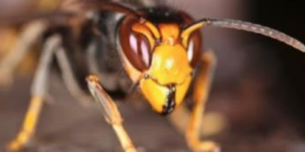 Zuchtrahmen für Königinnen mit Pflegevolk