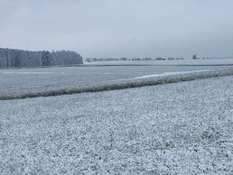 Jetzt wissen wir endlich, warum Rapshonig so weiß ist...