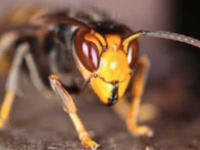 Zuchtrahmen für Königinnen mit Pflegevolk