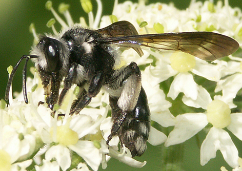 Wildbiene 2019 - Senf-Blauschillerbiene (Andrena agilissima)